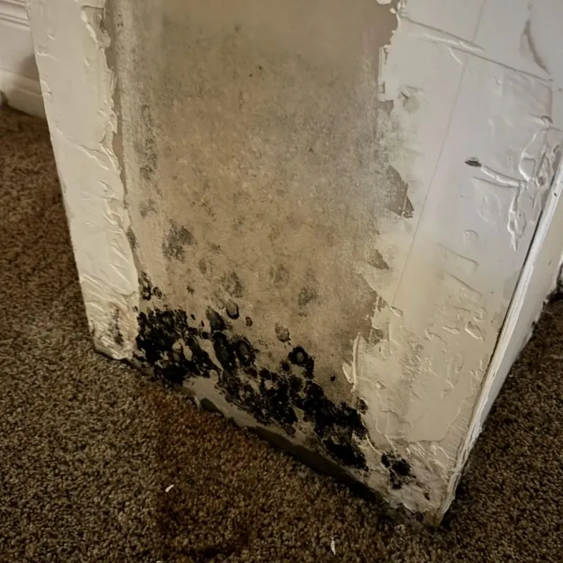 Professional Mold Removal in Edgecliff Village, TX
